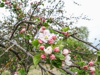 Obraz premium Close-up shot of pink and white apple tree blossoms with yellow stamens. Fruit tree flowers among small green leaves. Beautiful pink floral scenery in spring