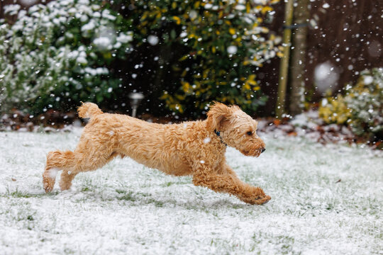 A cockapoo puppy plays in the snow for the first time