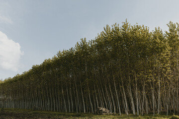 Symmetrical plantation of fast growing Poplars with the heaps of trunks with blue sky above it...