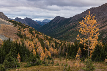 View of Canadian Rockies with autumn larch trees from Ptarmigan Cirque Trail near Peter Lougheed Provincial Park, Kananaskis, Alberta, Canada