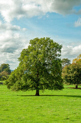 Fototapeta na wymiar Summertime trees in the park