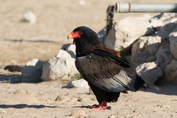 Kgalagadi Transfrontier National Park, South Africa: Bateleur eagle