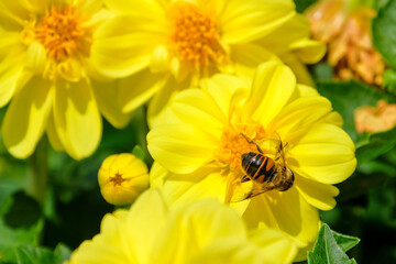 bee on yellow flower