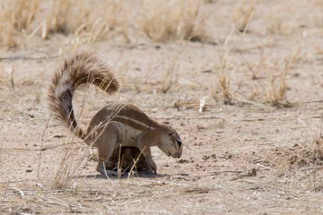 Fototapeten Ground squirrel playing with young tortoise in Twee Rivieren Camp Kgalagadi Transfrontier National Park © Peter
