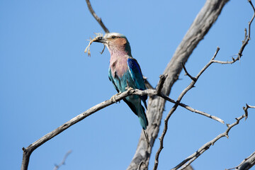 Kgalagadi Transfrontier National Park, South Africa: Lilac-breasted roller