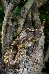 Madagaskar-Hundskopfboa // Madagascar tree boa (Sanzinia madagascariensis)