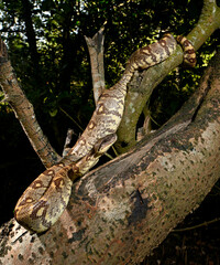 Madagascar tree boa // Madagaskar-Hundskopfboa (Sanzinia madagascariensis)