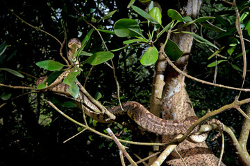 Fototapeta premium Madagaskar-Hundskopfboa // Madagascar tree boa (Sanzinia madagascariensis)
