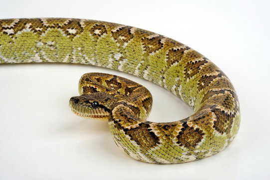 Madagascar tree boa // Madagaskar-Hundskopfboa (Sanzinia madagascariensis)