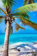Obraz na płótnie Canvas caribbean sea palm trees paradise