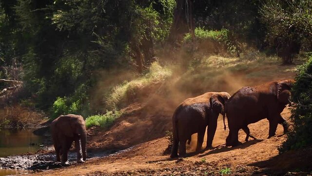 African bush elephant grooming in mud in lake side in Kruger National park, South Africa ; Specie Loxodonta africana family of Elephantidae