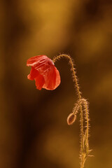Red thirsty poppy flower on a hot summer day