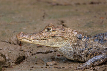 Spectacled caiman (Caiman crocodilus) or Common Caiman, crocodilian reptile found in Refugio de Vida Silvestre Cano Negro, Costa Rica wildlife