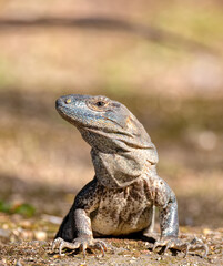Head portrait of very impressive lizard black spiny-tailed iguana (Ctenosaura similis) in National Park Carara, Costa Rica wildlife.