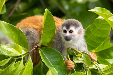 Central American squirrel monkey (Saimiri oerstedii), Quepos, Costa Rica wildlife - obrazy, fototapety, plakaty
