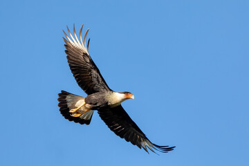 Naklejka premium Crested caracara, (Caracara plancus) flying on blue sky, Guanacaste Costa Rica wildlife