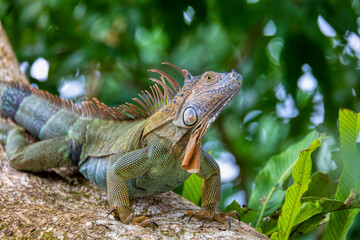 Green iguana (Iguana iguana) on tree in tropical rainforest, Tortuguero, Costa Rica wildlife