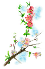Obraz na płótnie Canvas アナログ水彩木瓜の枝に咲く花