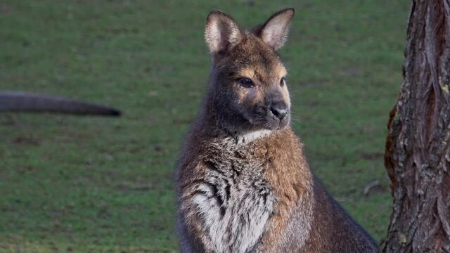 A closeup of a red-necked wallaby (Macropus rufogriseus)
