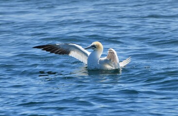 Gannet in Brittany - France