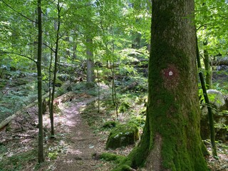 Obraz premium Marked tourist-hiking trail in Golubinjak forest park or Cave trail in Gorski kotar - Sleme, Croatia (Markirana turističko-planinarska staza u park šumi Golubinjak ili Staza spilja u Gorskom kotaru)
