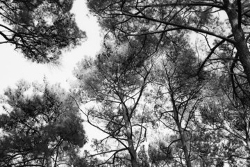 Black and white photo of pines trees crowns. Nature at pine forest. Pine background for poster, calendar, post, screensaver, wallpaper, postcard, card, banner, cover, header for website