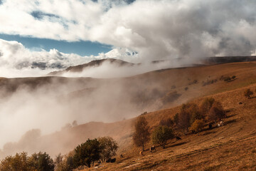 The tract of Jila-Su (Dzhily-Su). The snowy peak of Elbrus in the autumn fog. A picturesque landscape with a mountain, fog and trees. Natural relief. Cows graze.
