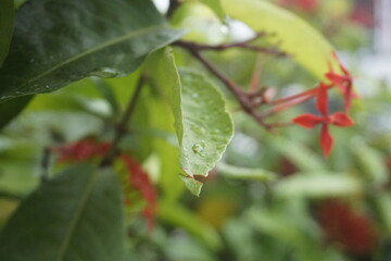 plants and flowers