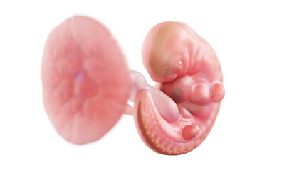 3d rendered medically accurate illustration of a human embryo - week 5
