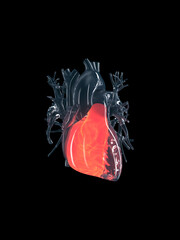 3d rendered illustration of the right ventricle
