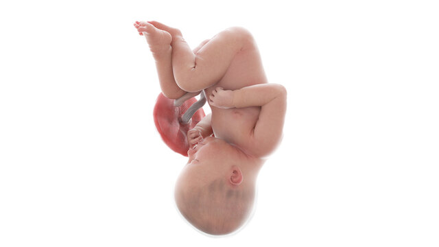 3d rendered medically accurate illustration of a human fetus - week 39