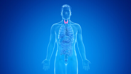 3d rendered medically accurate illustration of the male thyroid