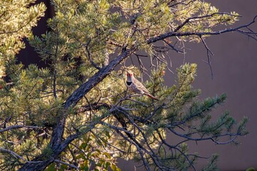 northern flicker on tree branch