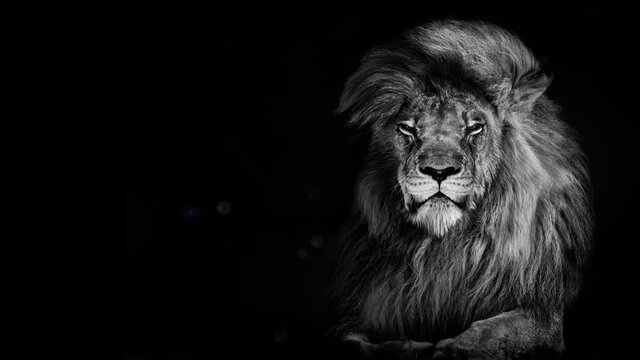 Lion king isolated on black , Portrait Wildlife animal , Close the eyes