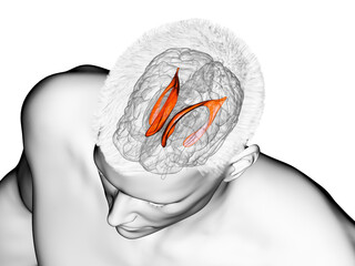 3d rendered medically accurate illustration of the brain anatomy - the lateral ventricle