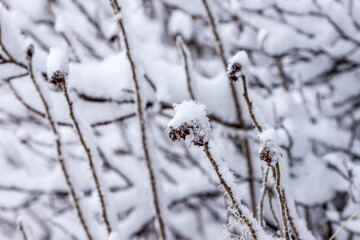 Dry culms with snow at winter. Snowy winter straws in the garden. Winter snow covered brown grass against blurry winter background. Brown branches covered in snow