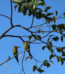 blue tail bee eater on a tree branch
