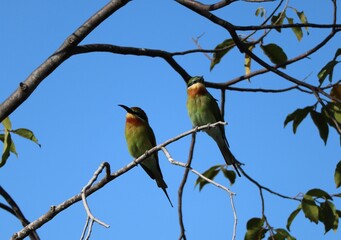 bee eater perched on a branch