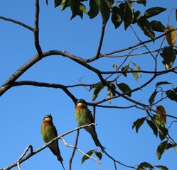 blue tail bee eater birds on tree branch