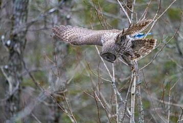 Great gray owl in forest 