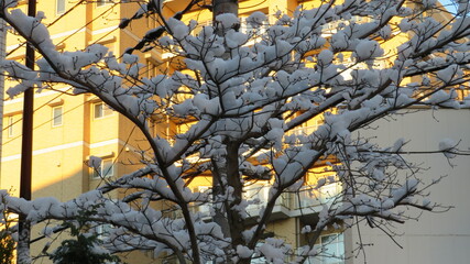 雪が降った翌朝の風景