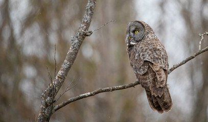Great gray owl in forest 