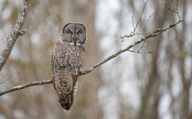 Great gray owl in forest 