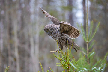 Great gray owl in forest 