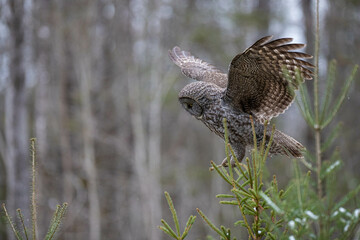 Great gray owl in forest 