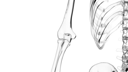3d rendered illustration of a skeletal elbow