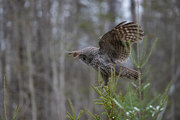 Great gray owl in forest 