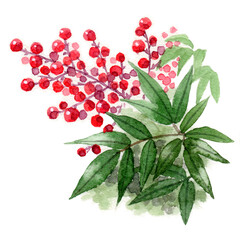 アナログ水彩南天の赤い実