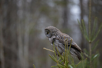 Great gray owl in forest 