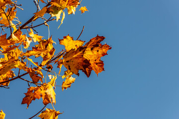 Beautiful golden Acer leaves against blue sky. Autumn yellow maple leaves at blue sky background. Bright yellow maple leaves. Maple leaves on the tree branches illuminated by the sun.